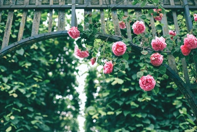 粉红色的玫瑰挂在木拱门上